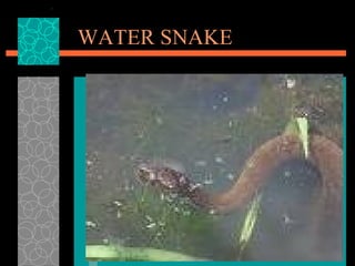WATER SNAKE 