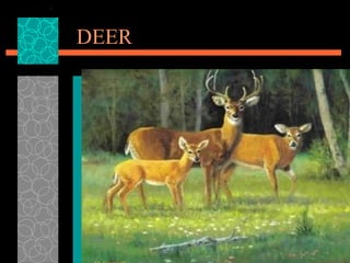 DEER 