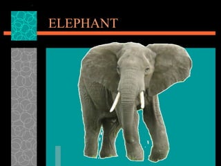 ELEPHANT 