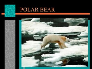 POLAR BEAR 