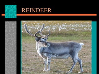 REINDEER 