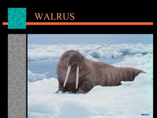 WALRUS 