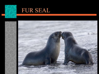 FUR SEAL 