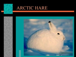 ARCTIC HARE 