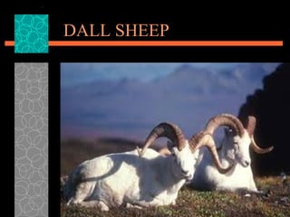 DALL SHEEP 