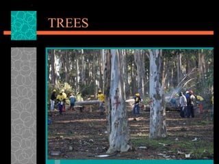 TREES 
