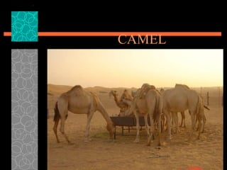 CAMEL 