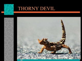 THORNY DEVIL 