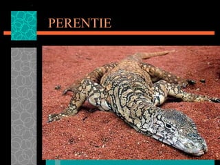 PERENTIE 