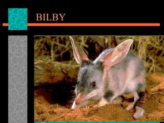 BILBY 