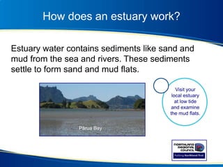 How does an estuary work?
Estuary water contains sediments like sand and
mud from the sea and rivers. These sediments
settle to form sand and mud flats.
Pārua Bay
Visit your
local estuary
at low tide
and examine
the mud flats.
 