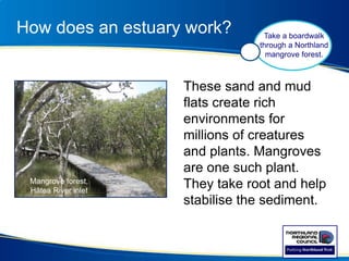 How does an estuary work?
These sand and mud
flats create rich
environments for
millions of creatures
and plants. Mangroves
are one such plant.
They take root and help
stabilise the sediment.
Take a boardwalk
through a Northland
mangrove forest.
Mangrove forest,
Hātea River inlet
 
