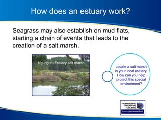 How does an estuary work?
Seagrass may also establish on mud flats,
starting a chain of events that leads to the
creation of a salt marsh.
Ngunguru Estuary salt marsh
Locate a salt marsh
in your local estuary.
How can you help
protect this special
environment?
 