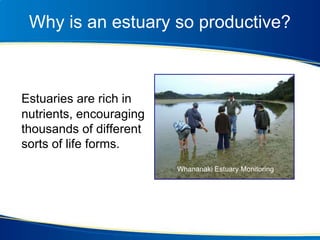 Estuaries are rich in
nutrients, encouraging
thousands of different
sorts of life forms.
Why is an estuary so productive?
Whananaki Estuary Monitoring
 