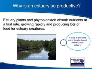 Why is an estuary so productive?
Estuary plants and phytoplankton absorb nutrients at
a fast rate, growing rapidly and producing lots of
food for estuary creatures.
Aurere Estuary
Create a food web
using the plants and
animals in an
estuary.
 