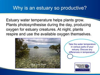 Why is an estuary so productive?
Estuary water temperature helps plants grow.
Plants photosynthesise during the day, producing
oxygen for estuary creatures. At night, plants
respire and use the available oxygen themselves.
One Tree Point
Take the water temperature
in various parts of your
estuary. Discuss any
differences in temperature.
 