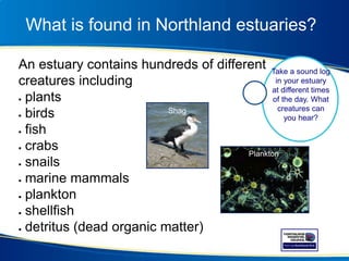 What is found in Northland estuaries?
An estuary contains hundreds of different
creatures including
 plants
 birds
 fish
 crabs
 snails
 marine mammals
 plankton
 shellfish
 detritus (dead organic matter)
Plankton
Play a game of
Food Web Tag,
with students
representing
creatures in the
estuary food
web.
Take a sound log
in your estuary
at different times
of the day. What
creatures can
you hear?
Plankton
Shag
 