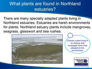 What plants are found in Northland
estuaries?
There are many specially adapted plants living in
Northland estuaries. Estuaries are harsh environments
for plants. Northland estuary plants include mangroves,
seagrass, glasswort and sea rushes.
Choose a plant living in
an estuary and
investigate how it has
adapted to this
environment.
Mangroves and seagrass, Pārengarenga
 