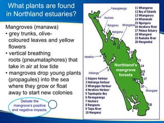 What plants are found
in Northland estuaries?
Mangroves (manawa)
• grey trunks, olive-
coloured leaves and yellow
flowers
• vertical breathing
roots (pneumataphores) that
take in air at low tide
• mangroves drop young plants
(propagules) into the sea
where they grow or float
away to start new colonies
Debate the
mangrove’s positive
and negative impacts.
Northland's
mangrove
forests
 