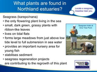 What plants are found in
Northland estuaries?
Seagrass (karepo/nana)
• the only flowering plant living in the sea
• small, dark green, grassy plants with
ribbon-like leaves
• lives on tidal flats
• forms large meadows from just above low
tide level to full submersion in sea water
• provides an important nursery area for
young fish
• stabilises sediment
• seagrass regeneration projects
are contributing to the regrowth of this plant
Locate a seagrass
meadow near you.
Seagrass trials at
One Tree Point
 