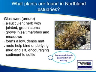Glasswort (ureure)
 a succulent herb with
jointed, green stems
 grows in salt marshes and
meadows
 forms a low, dense mat
 roots help bind underlying
mud and silt, encouraging
sediment to settle Locate and sketch
glasswort in an
estuary.
What plants are found in Northland
estuaries?
Glasswort
 