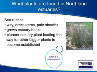 Sea rushes
• wiry, erect stems, pale sheaths
• grows estuary banks
• pioneer estuary plant leading the
way for other bigger plants to
become established
What is a
pioneer plant?
What plants are found in Northland
estuaries?
Sea rushes
 