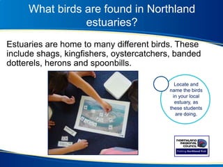 What birds are found in Northland
estuaries?
Estuaries are home to many different birds. These
include shags, kingfishers, oystercatchers, banded
dotterels, herons and spoonbills.
Locate and
name the birds
in your local
estuary, as
these students
are doing.
 