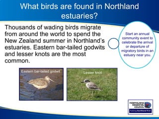 What birds are found in Northland
estuaries?
Thousands of wading birds migrate
from around the world to spend the
New Zealand summer in Northland’s
estuaries. Eastern bar-tailed godwits
and lesser knots are the most
common.
Eastern bar-tailed godwit Lesser knot
Start an annual
community event to
celebrate the arrival
or departure of
migratory birds in an
estuary near you.
 