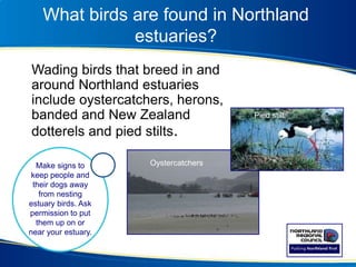 What birds are found in Northland
estuaries?
Wading birds that breed in and
around Northland estuaries
include oystercatchers, herons,
banded and New Zealand
dotterels and pied stilts.
Pied stilt
Make signs to
keep people and
their dogs away
from nesting
estuary birds. Ask
permission to put
them up on or
near your estuary.
Oystercatchers
 