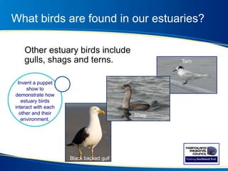 What birds are found in our estuaries?
Other estuary birds include
gulls, shags and terns.
Whananaki
Tern
Invent a puppet
show to
demonstrate how
estuary birds
interact with each
other and their
environment.
Black backed gull
Shag
 