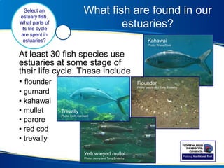 What fish are found in our
estuaries?
At least 30 fish species use
estuaries at some stage of
their life cycle. These include
• flounder
• gurnard
• kahawai
• mullet
• parore
• red cod
• trevally
Select an
estuary fish.
What parts of
its life cycle
are spent in
estuaries?
Flounder
Photo: Jenny and Tony Enderby
Trevally
Photo: Keith Cardwell
Kahawai
Photo: Wade Doak
Yellow-eyed mullet
Photo: Jenny and Tony Enderby
 