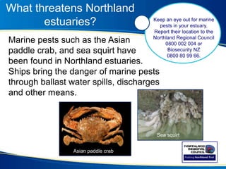 What threatens Northland
estuaries?
Marine pests such as the Asian
paddle crab, and sea squirt have
been found in Northland estuaries.
Ships bring the danger of marine pests
through ballast water spills, discharges
and other means.
Keep an eye out for marine
pests in your estuary.
Report their location to the
Northland Regional Council
0800 002 004 or
Biosecurity NZ
0800 80 99 66.
Asian paddle crab
Sea squirt
 