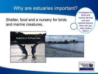 Why are estuaries important?
Shelter, food and a nursery for birds
and marine creatures.
Dolphins in Te Puna Inlet
Investigate the
birds and
marine life that
use your
nearest estuary.
How can you
help protect
them?
Godwits at Marsden Bay
 