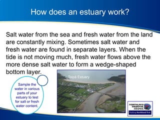 How does an estuary work?
Salt water from the sea and fresh water from the land
are constantly mixing. Sometimes salt water and
fresh water are found in separate layers. When the
tide is not moving much, fresh water flows above the
more dense salt water to form a wedge-shaped
bottom layer.
Taipā Estuary
Sample the
water in various
parts of your
estuary to test
for salt or fresh
water content.
 