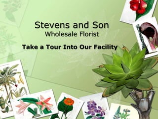 Stevens and Son
Wholesale Florist

Take a Tour Into Our Facility

 