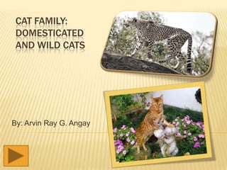 CAT FAMILY:
DOMESTICATED
AND WILD CATS

By: Arvin Ray G. Angay

 