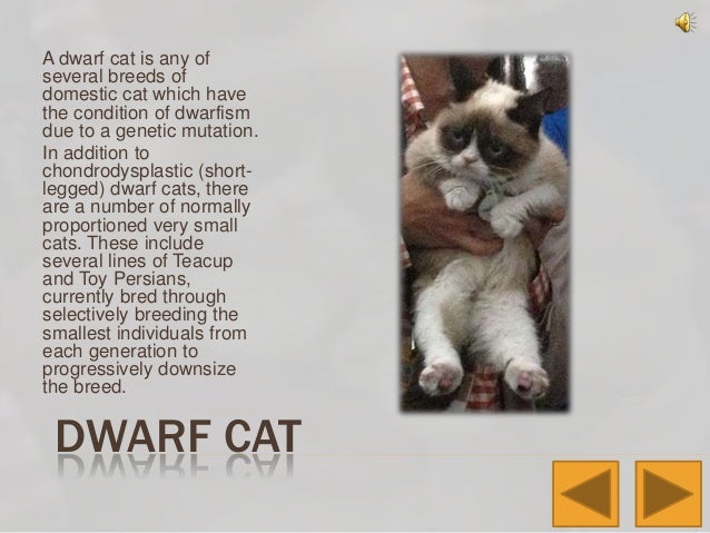 How Many Recognized Breeds Of Pedigree Cats Are There How Many Recognized Breeds Of Pedigree Cats Are There