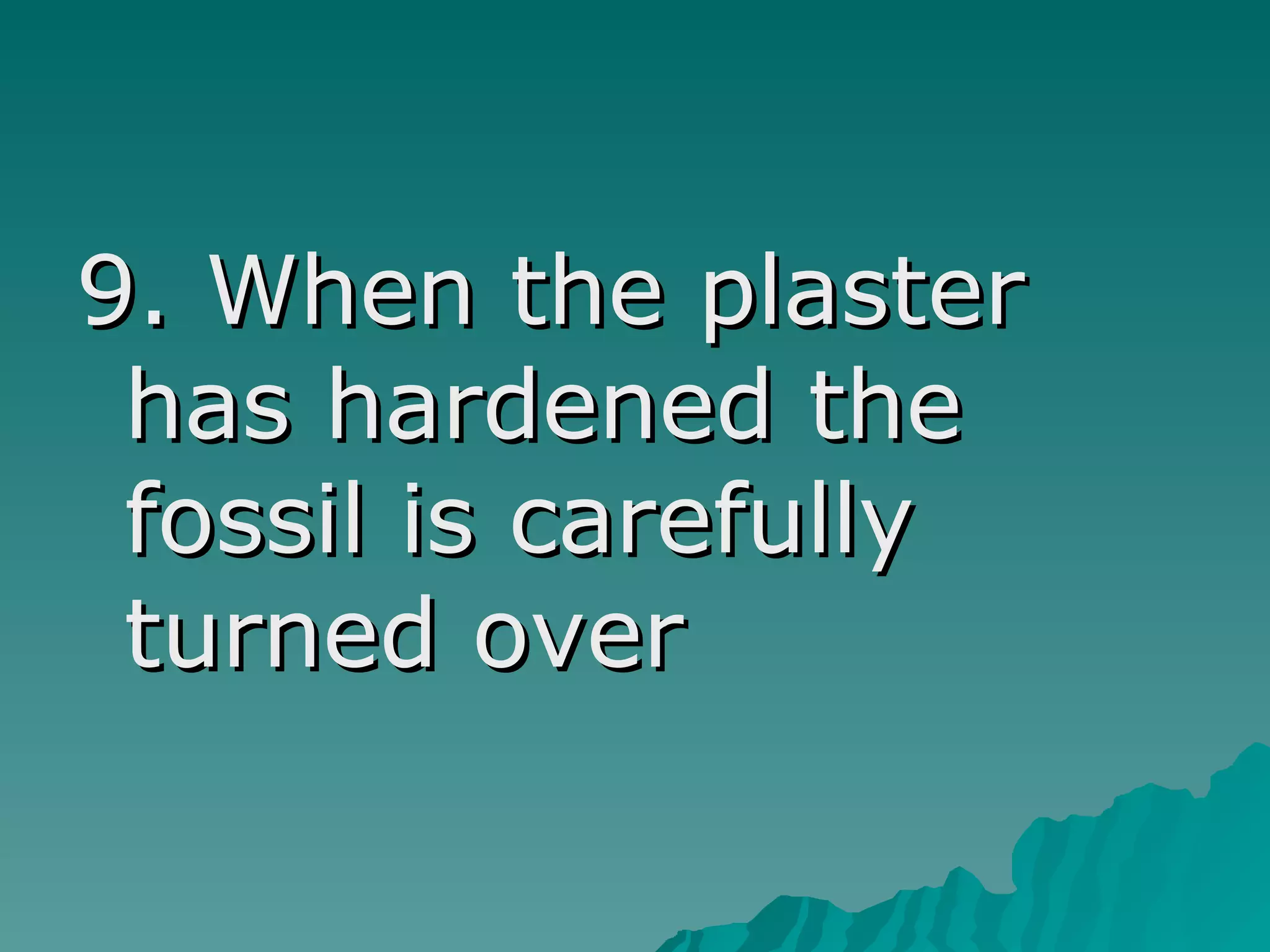 9. When the plaster
has hardened the
fossil is carefully
turned over