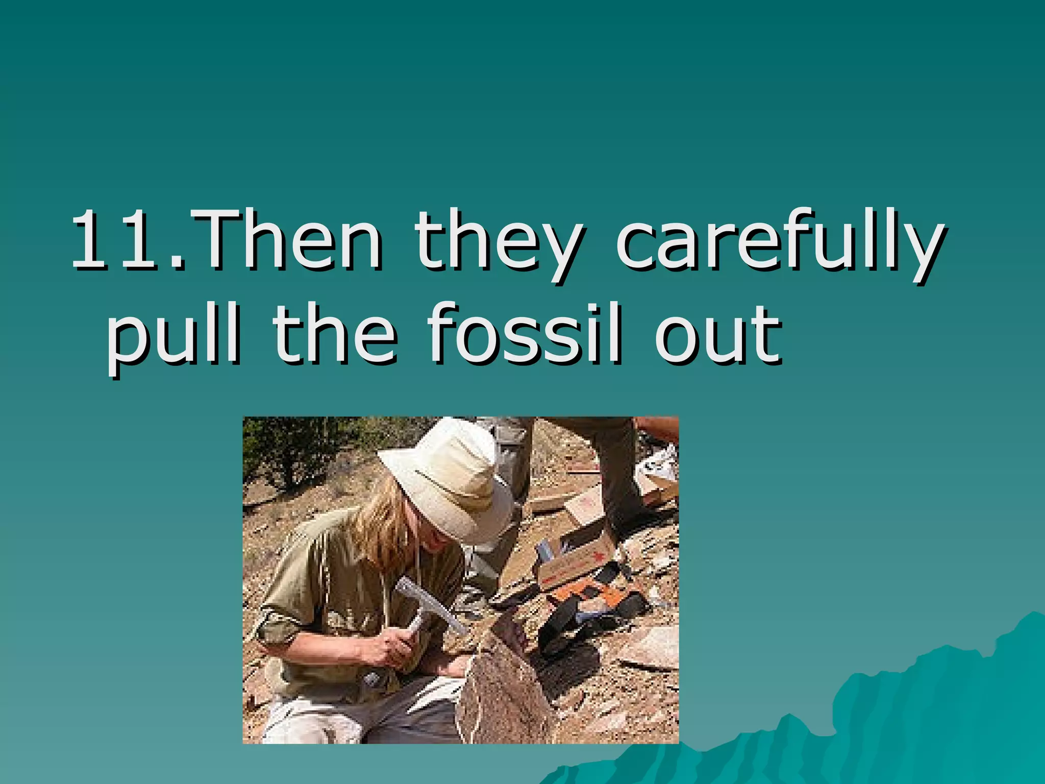 11.Then they carefully
pull the fossil out