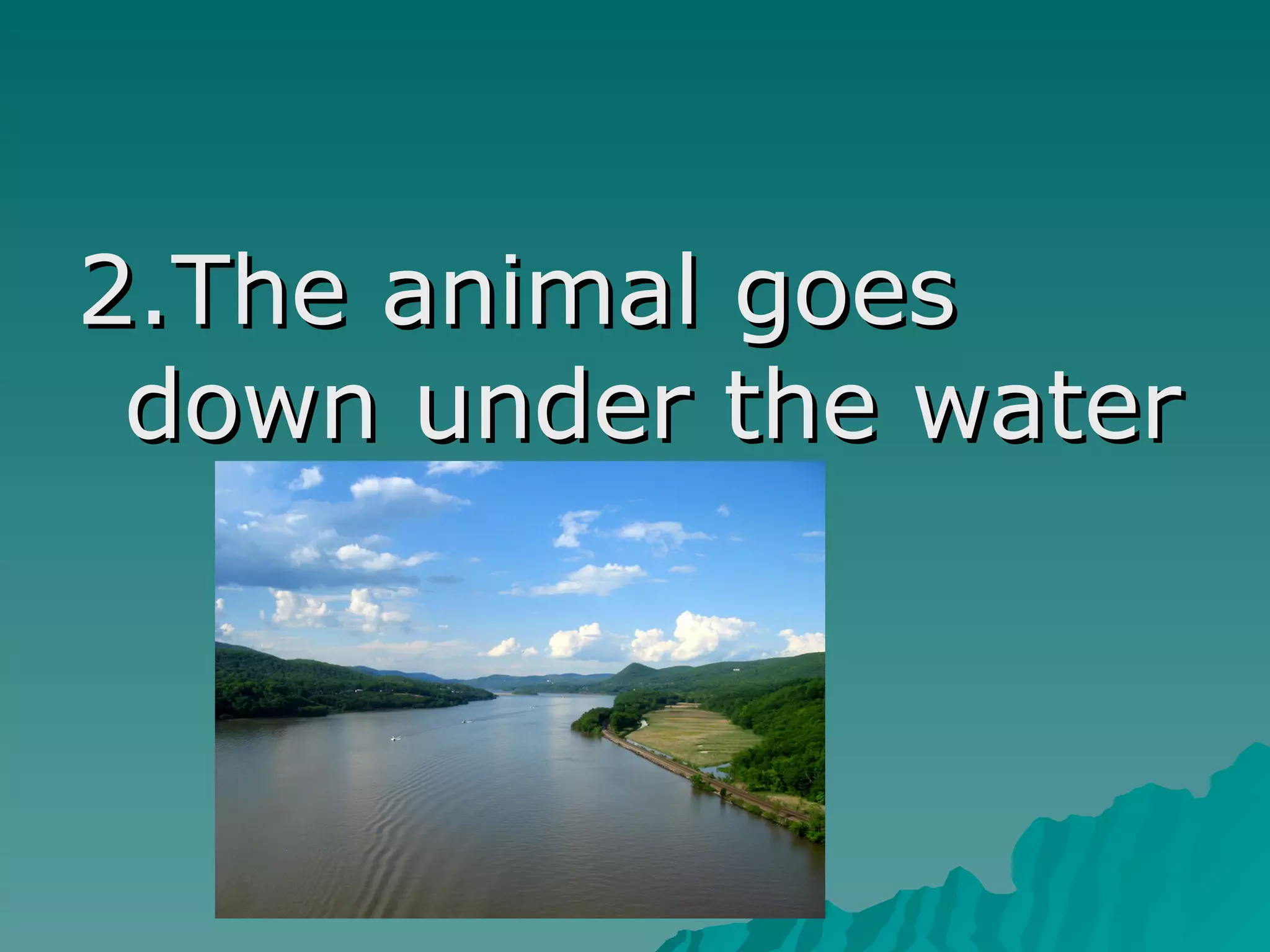 2.The animal goes
down under the water