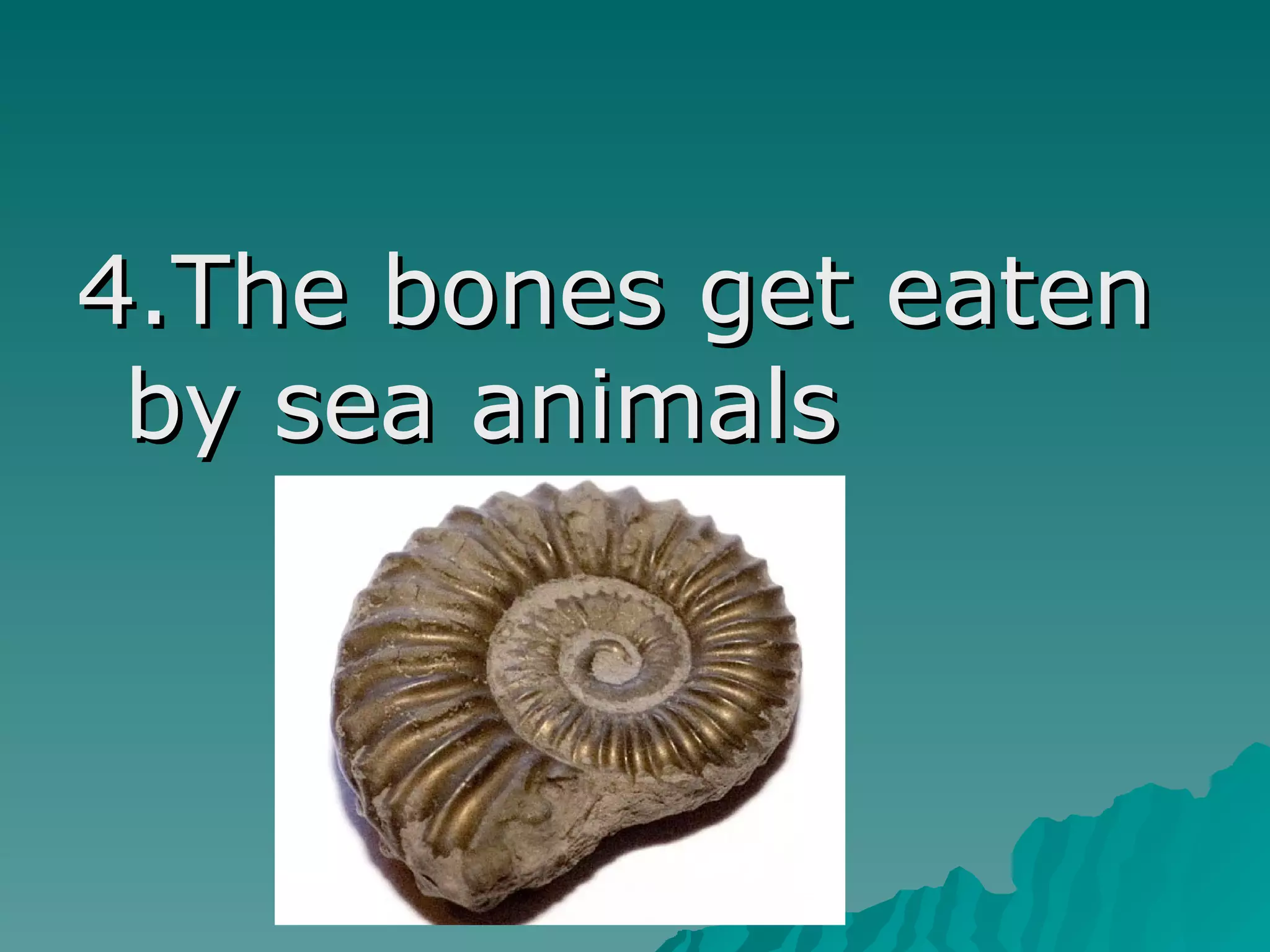 4.The bones get eaten
by sea animals