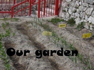 Our garden
 