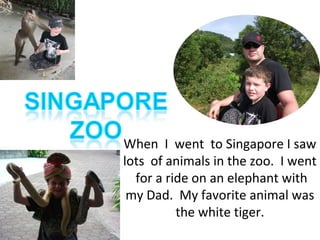 When I went to Singapore I saw
lots of animals in the zoo. I went
for a ride on an elephant with
my Dad. My favorite animal was
the white tiger.
 