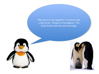 They learn to live together in harmony like
a big family. Penguin is monogamy. The
build family with love and marriage.
Th...