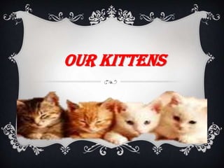 Our Kittens
 