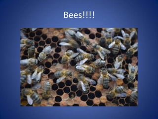 Bees!!!!
 
