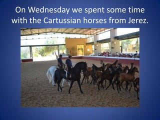 On Wednesday we spent some time
with the Cartussian horses from Jerez.
 