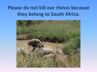 Please do not kill our rhinos because
they belong to South Africa.
 