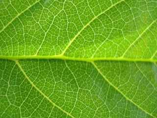 Appreciate structure and texture of a leaf
 