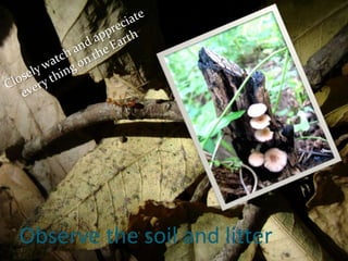 Observe the soil and litter
 
